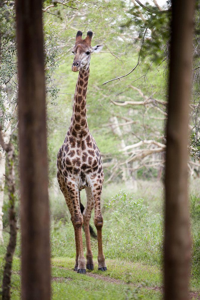 Zululand Safari Lodge Hluhluwe Exteriér fotografie